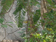 Coereba flaveola caboti