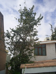 Prunus serotina capuli