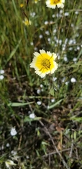 Layia gaillardioides