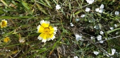 Layia gaillardioides