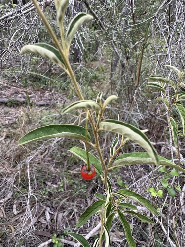Solanum parvifolium