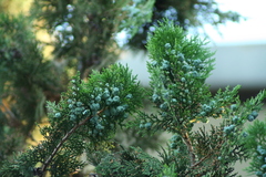 Cupressaceae
