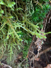 Antitrichia curtipendula