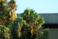 Cupressaceae