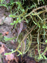 Antitrichia curtipendula