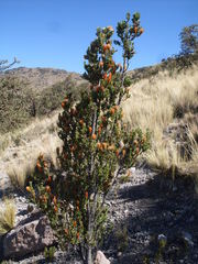 Chuquiraga spinosa