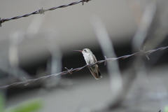 Cynanthus latirostris