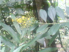 Dendrophorbium