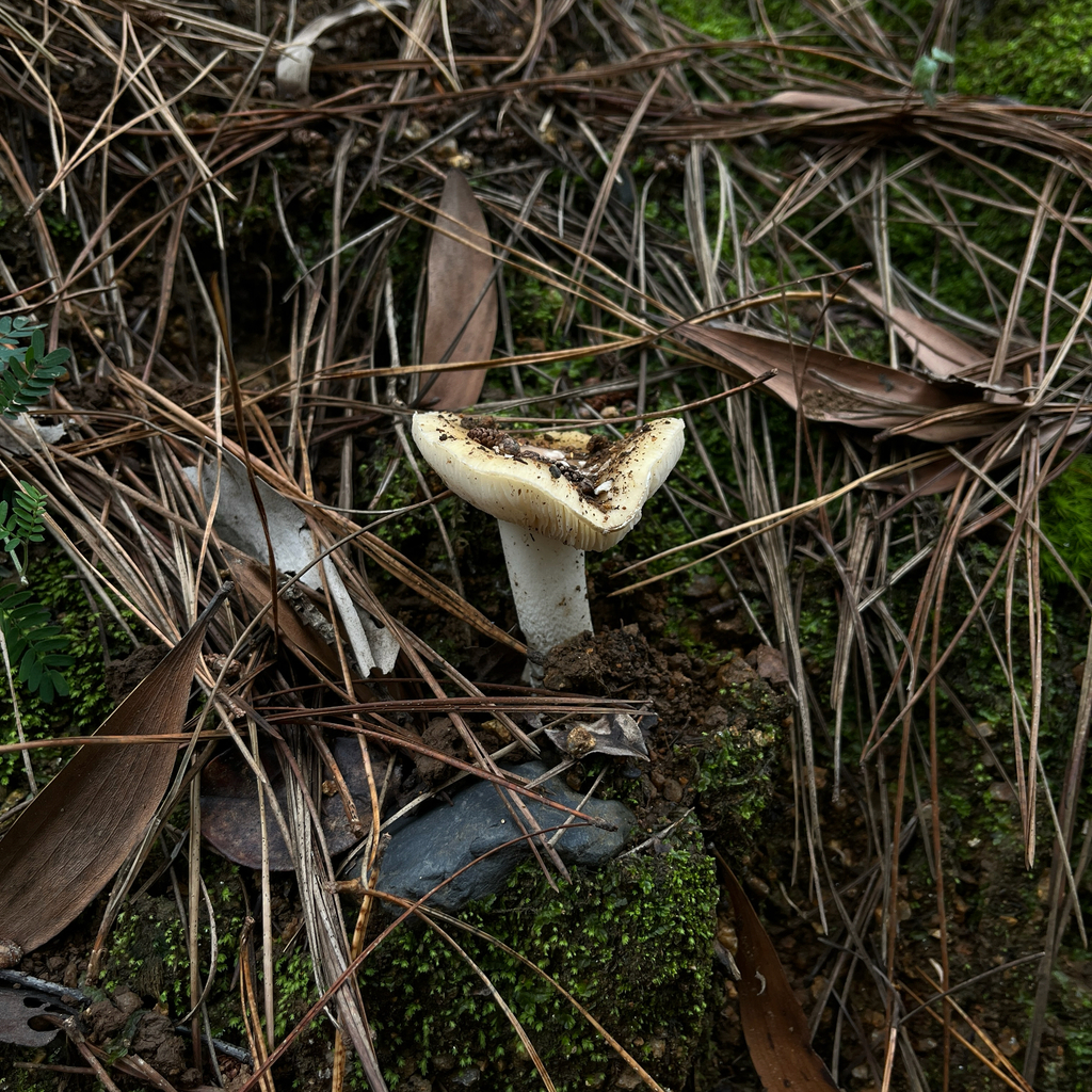 Amanita toxica · May 2026 · photo: © cristianriquelme (iNaturalist, cc-by)