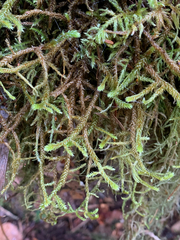 Antitrichia curtipendula