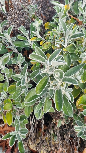 Brachyglottis greyi