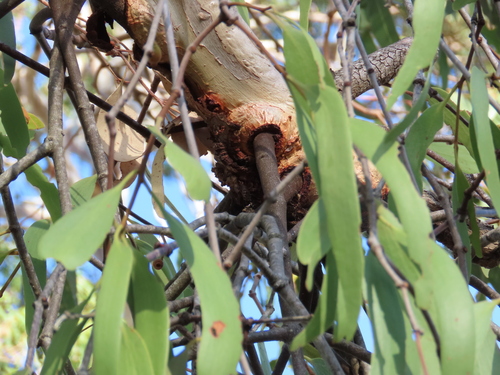 Amyema pendula longifolia
