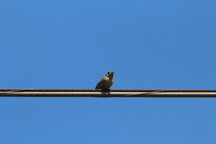 Ammodramus savannarum pratensis