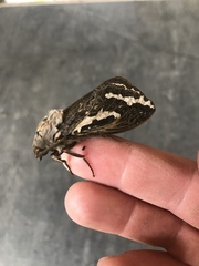 Abantiades argentata