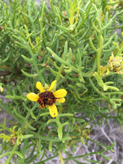 Encelia ventorum