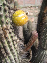 Weberbauerocereus weberbaueri