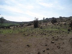 Weberbauerocereus weberbaueri