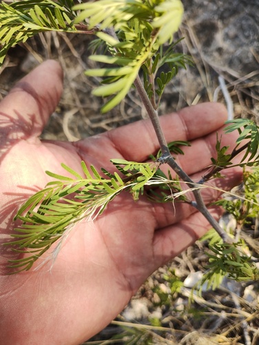 Bursera galeottiana Engl. 3