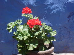 Pelargonium × hybridum