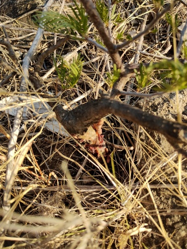 Bursera galeottiana, photograph 3