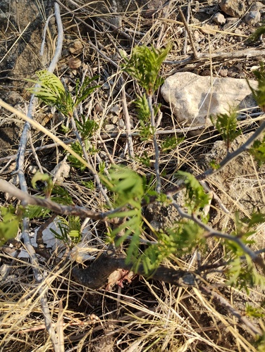 Bursera galeottiana, photograph 4