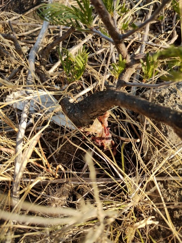 Bursera galeottiana, photograph 5
