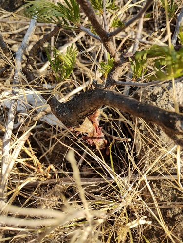 Bursera galeottiana, photograph 6