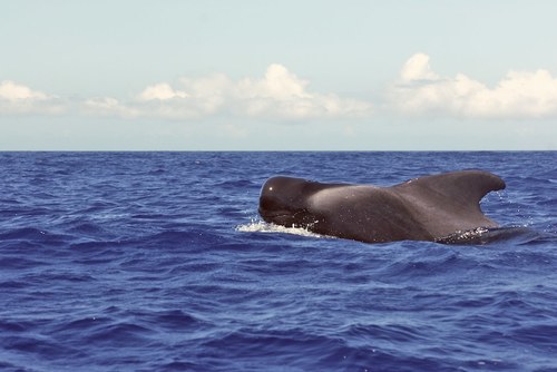 Short-finned Pilot Whale