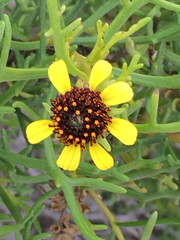 Encelia ventorum