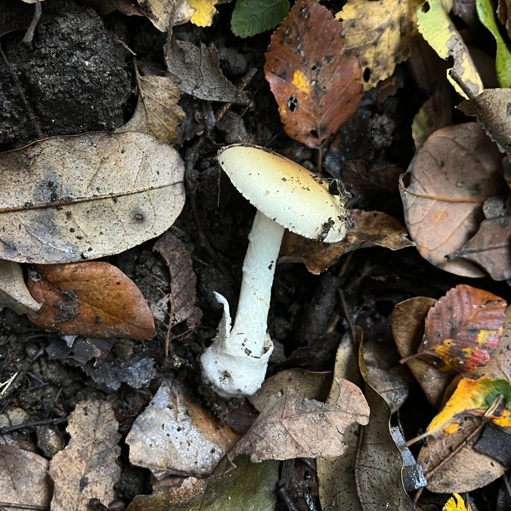 Amanita diemii · May 2026 · photo: © cristianriquelme (iNaturalist, cc-by)