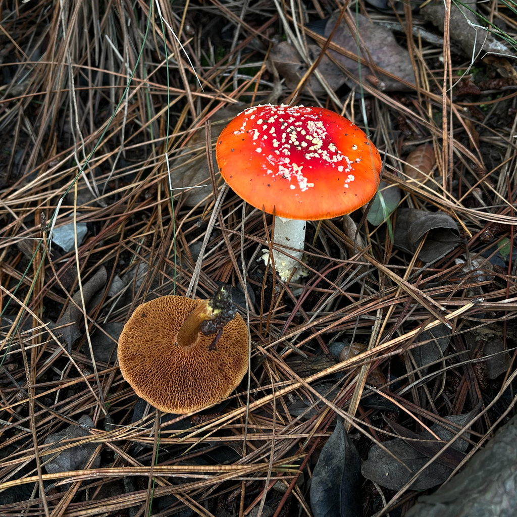 Chalciporus piperatus · May 2026 · photo: © cristianriquelme (iNaturalist, cc-by)