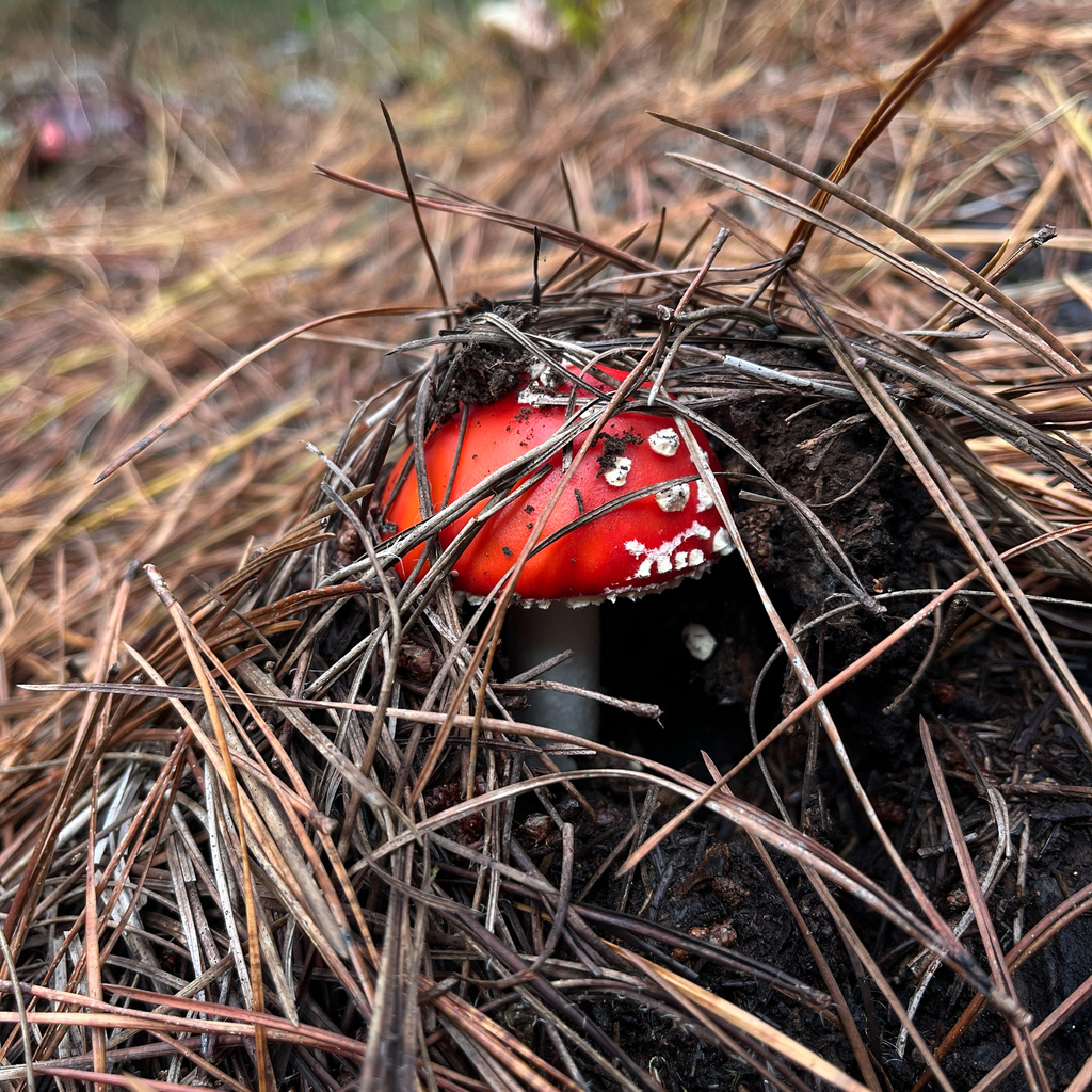Amanita muscaria · May 2026 · photo: © cristianriquelme (iNaturalist, cc-by)