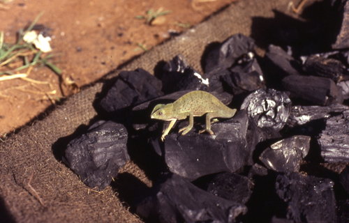 Smooth Chameleon