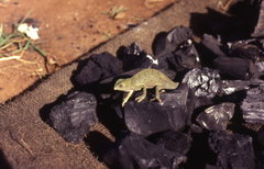 Chamaeleo laevigatus