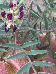 Astragalus insularis