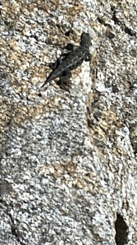 iNaturalist observation photo of Spiny Lizards