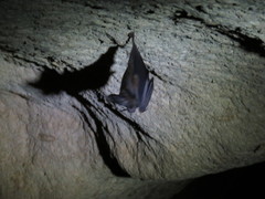 Chrotopterus auritus