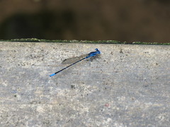 Argia gaumeri