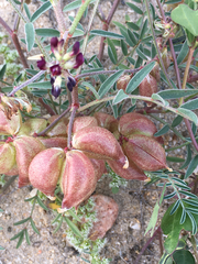 Astragalus insularis