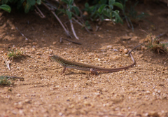 Latastia longicaudata