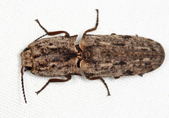 Agrypninae