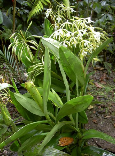 Epidendrum leucochilum, photograph 3