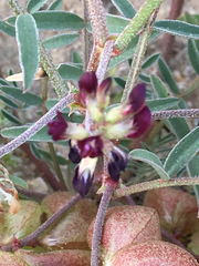 Astragalus insularis