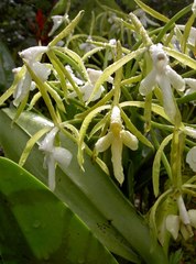 Epidendrum leucochilum, photograph (c) Frank Dietze, some rights reserved (CC BY)