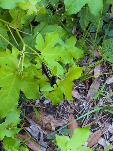 Eastern Lubber Grasshopper