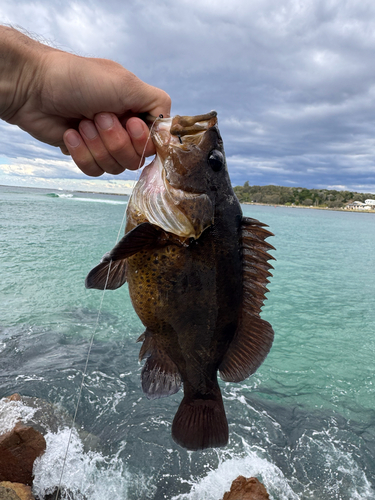 Acanthistius ocellatus