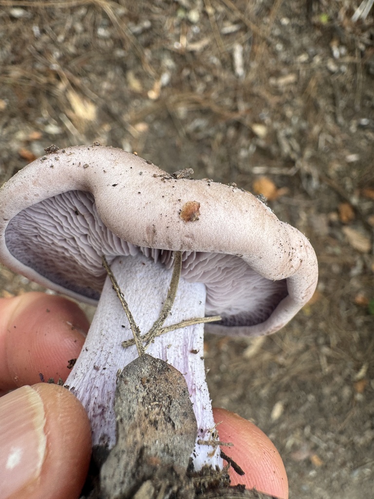 Collybia nuda · May 2026 · photo: © iandickie (iNaturalist, cc-by)