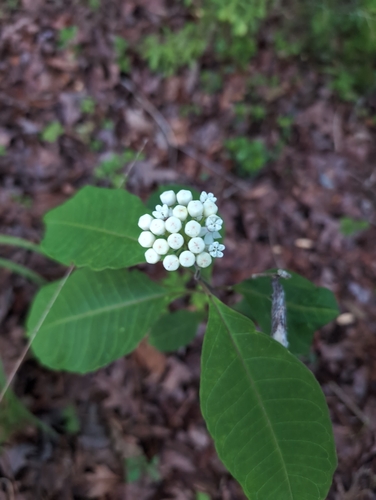 redring milkweed