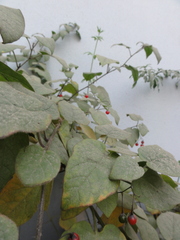 Solanum lyratum