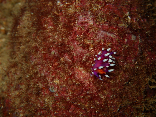 Coryphellina exoptata